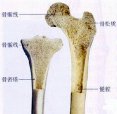 黄色视频免费观看网站仪检查超声黄色视频免费观看网站的重要性是骨质量重要标志