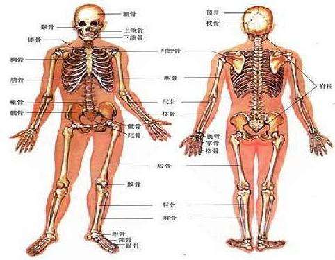超声黄色视频免费观看网站仪99%的人根本就是连自己骨骼构成都不了解