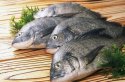 黄色视频免费观看网站检测仪发声证明平时多吃鱼能够缓解骨质偏低