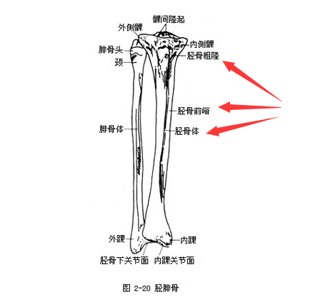 黄色视频免费观看网站是通过胫骨和桡骨经行检测了解身体部位方便检测最为准确